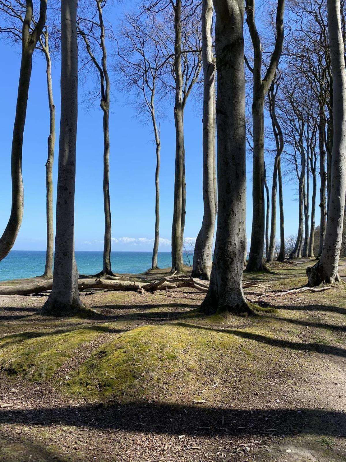 Residenz-Strandstrasse-14-Wohnung-16 Ostseebad Kühlungsborn Eksteriør bilde